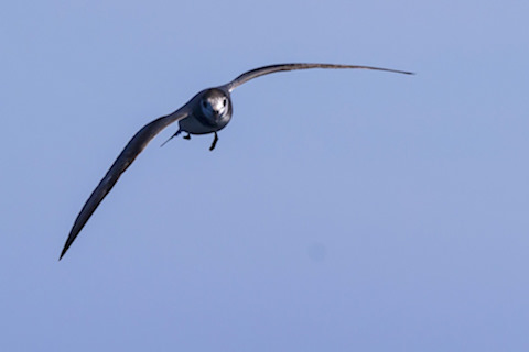 Blue Petrel (Halobaena caerulea)